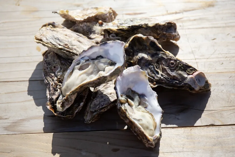 木製のテーブルに置かれた新鮮な糸島カキ